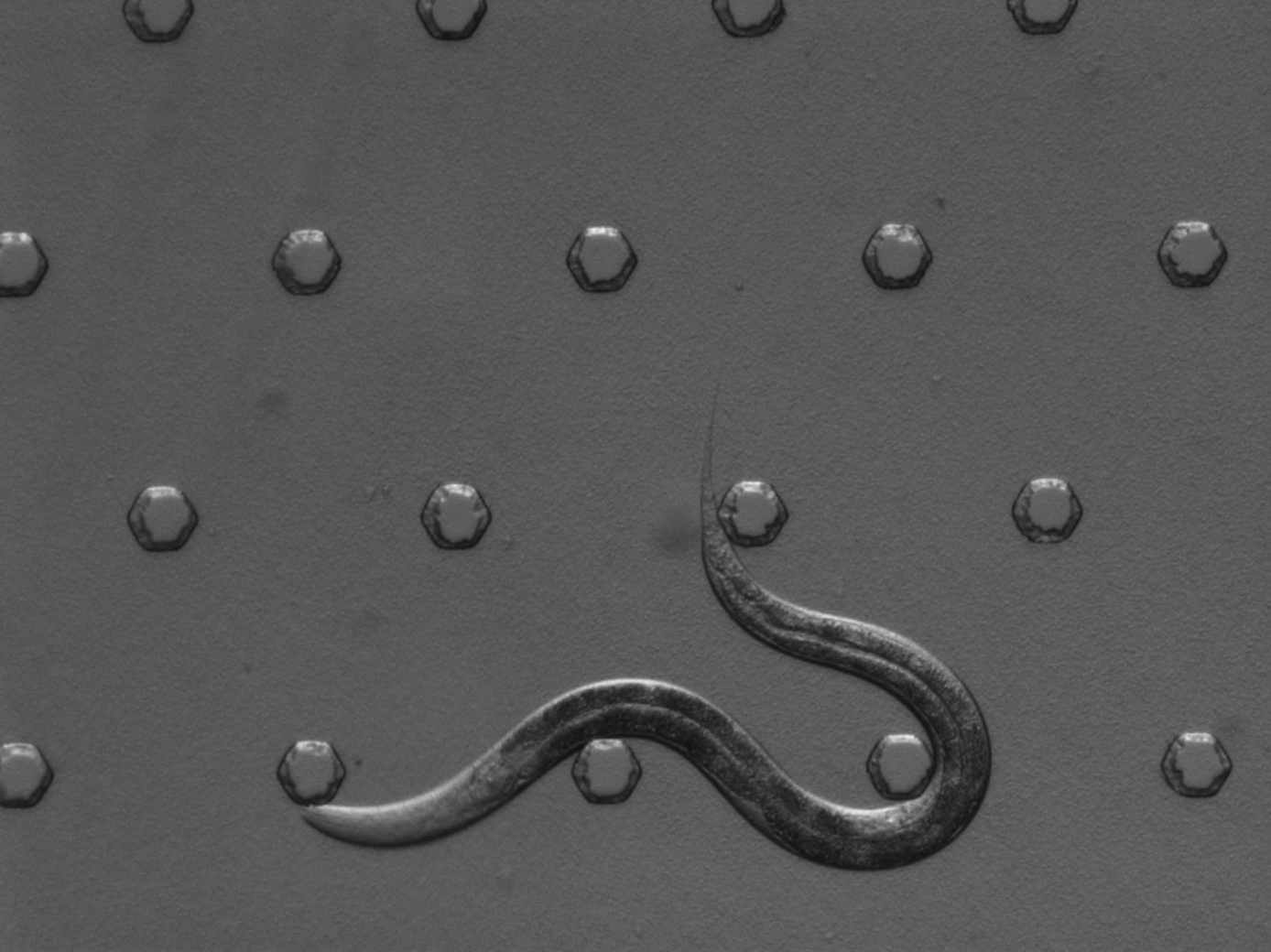 C. elegans in a chamber used to study sleep during development (Credit: K. Singh and A. C. Hart)