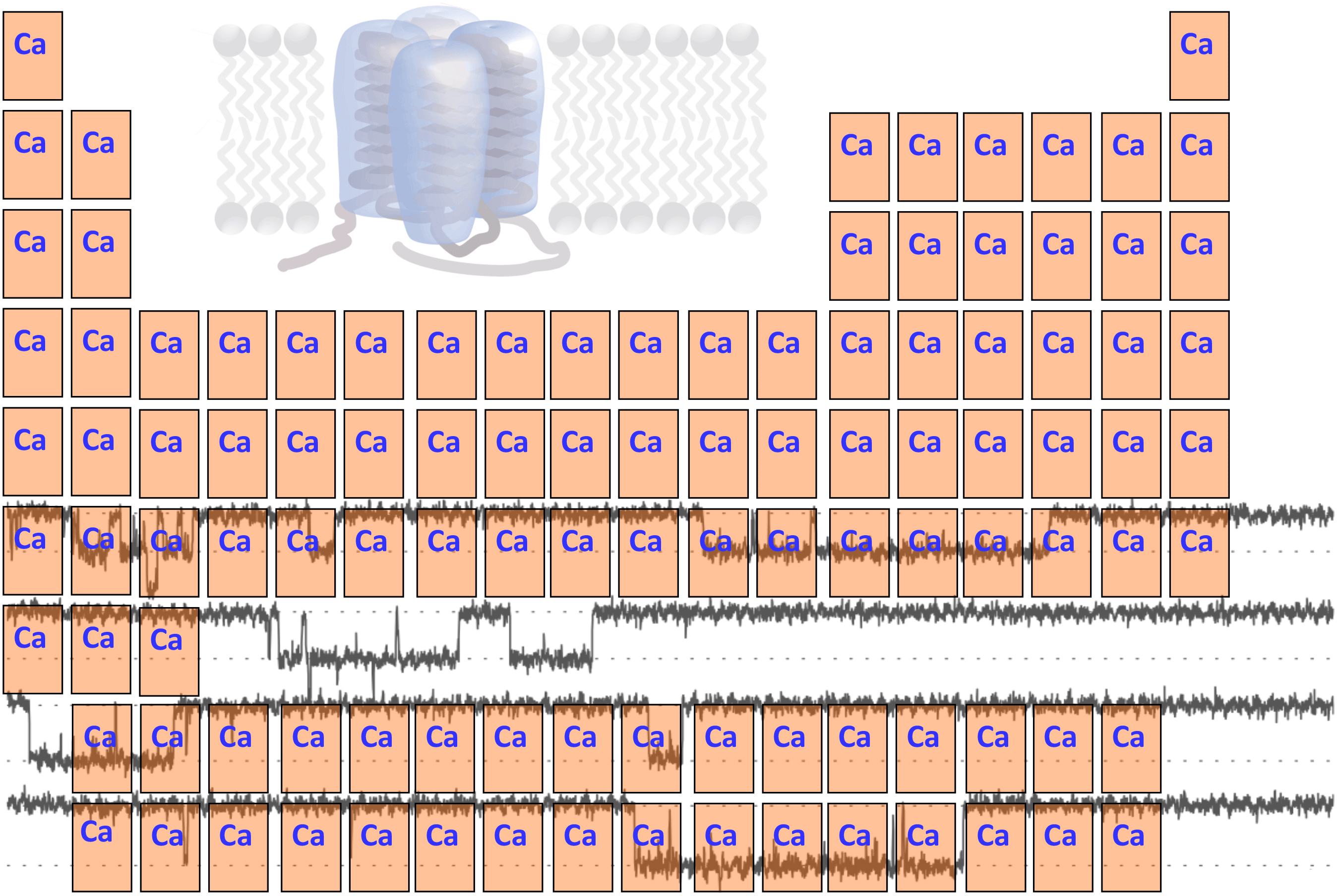 Voltage-gated calcium channels. Credit: Diane Lipscombe