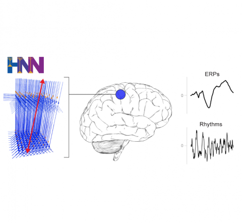 Brain diagram