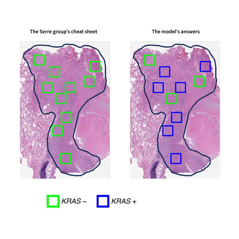 Visualization of Serre group's answers versus the model's answers