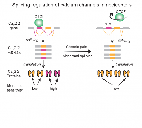 Nociceptor diagram