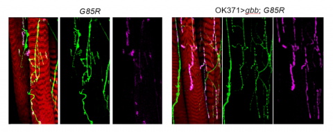 neon lighted neurons