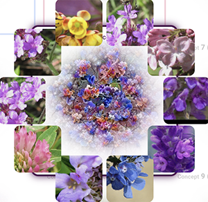 LENS visual of flower images