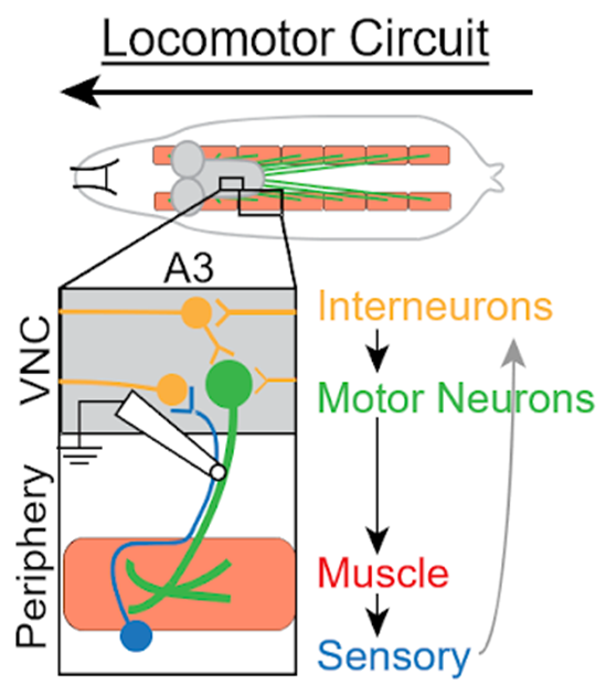 Locomotor neuron diagram