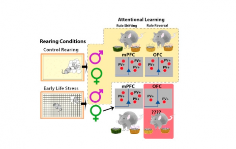 graphical abstract