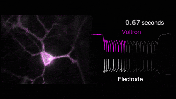 Voltron voltage sensor