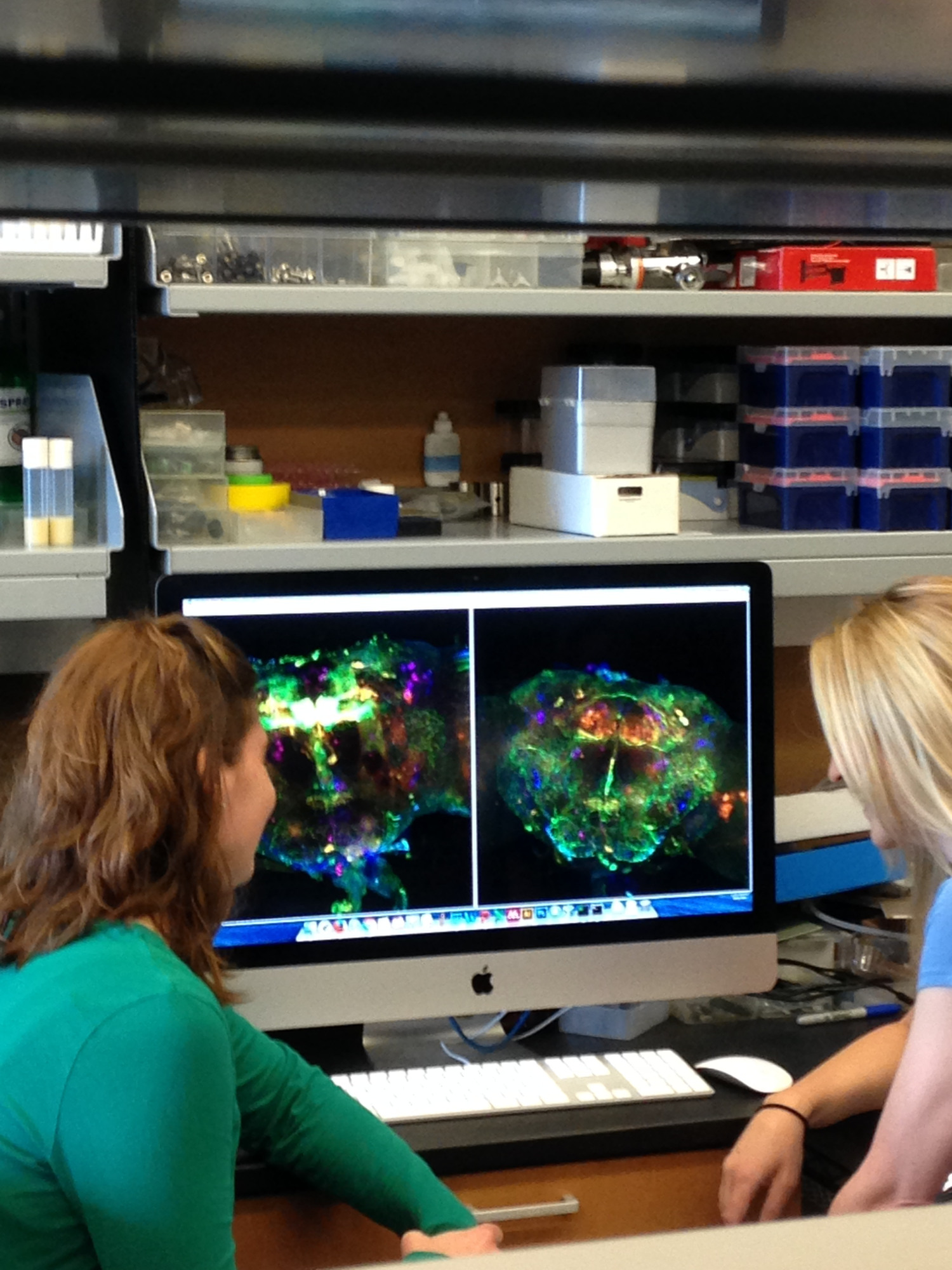 Kaun lab researchers looking at fruit fly mushroom bodies on a monitor.